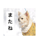 チワワのバニラとライチ2（個別スタンプ：21）