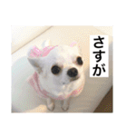 チワワのバニラとライチ2（個別スタンプ：22）