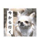 チワワのバニラとライチ2（個別スタンプ：23）