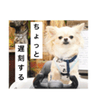 チワワのバニラとライチ2（個別スタンプ：25）