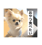 チワワのバニラとライチ2（個別スタンプ：27）