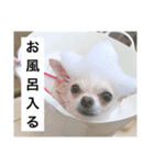 チワワのバニラとライチ2（個別スタンプ：29）