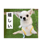 チワワのバニラとライチ2（個別スタンプ：30）