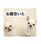 チワワのバニラとライチ2（個別スタンプ：35）