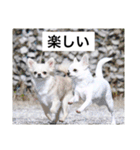 チワワのバニラとライチ2（個別スタンプ：36）