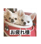 チワワのバニラとライチ2（個別スタンプ：37）