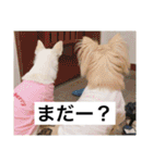 チワワのバニラとライチ2（個別スタンプ：38）