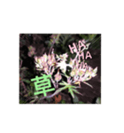 草生えるスタンプ(物理的に)（個別スタンプ：1）