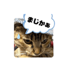 うちのチャコの気持ち（個別スタンプ：2）