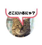 うちのチャコの気持ち（個別スタンプ：5）