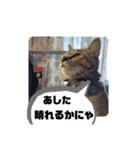 うちのチャコの気持ち（個別スタンプ：7）