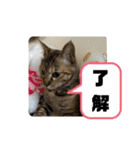 うちのチャコの気持ち（個別スタンプ：8）