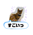 うちのチャコの気持ち（個別スタンプ：9）