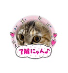 うちのチャコの気持ち（個別スタンプ：11）
