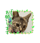 うちのチャコの気持ち（個別スタンプ：13）