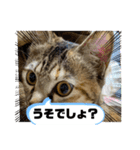 うちのチャコの気持ち（個別スタンプ：16）