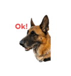 Cool Duke the GSD（個別スタンプ：1）