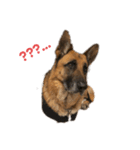 Cool Duke the GSD（個別スタンプ：2）