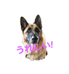 Cool Duke the GSD（個別スタンプ：3）