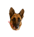 Cool Duke the GSD（個別スタンプ：4）