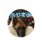 Cool Duke the GSD（個別スタンプ：5）