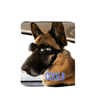 Cool Duke the GSD（個別スタンプ：6）