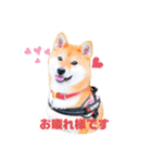柴犬くるみだよ（個別スタンプ：1）