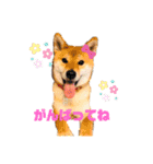 柴犬くるみだよ（個別スタンプ：2）