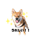 柴犬くるみだよ（個別スタンプ：3）
