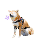 柴犬くるみだよ（個別スタンプ：5）