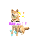 柴犬くるみだよ（個別スタンプ：6）