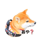 柴犬くるみだよ（個別スタンプ：7）