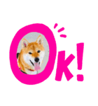 柴犬くるみだよ（個別スタンプ：8）