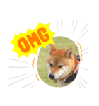 柴犬くるみだよ（個別スタンプ：11）