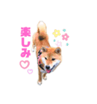 柴犬くるみだよ（個別スタンプ：13）