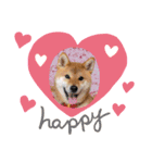 柴犬くるみだよ（個別スタンプ：14）