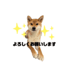 柴犬くるみだよ（個別スタンプ：15）