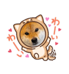柴犬くるみだよ（個別スタンプ：16）