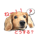 カイリ3（個別スタンプ：7）