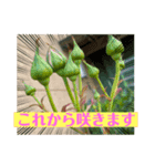花々からの励まし（個別スタンプ：1）