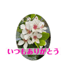花々からの励まし（個別スタンプ：2）