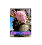 花々からの励まし（個別スタンプ：5）
