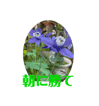 花々からの励まし（個別スタンプ：6）