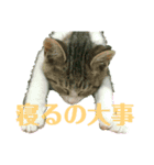 花々からの励まし（個別スタンプ：8）