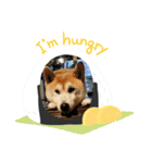 あまのじゃくなしば犬（個別スタンプ：1）