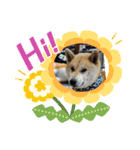 あまのじゃくなしば犬（個別スタンプ：3）
