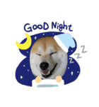 あまのじゃくなしば犬（個別スタンプ：5）