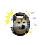 あまのじゃくなしば犬（個別スタンプ：10）