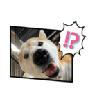 あまのじゃくなしば犬（個別スタンプ：12）