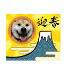 あまのじゃくなしば犬（個別スタンプ：13）